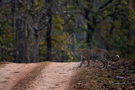 leopards in rajasthan.